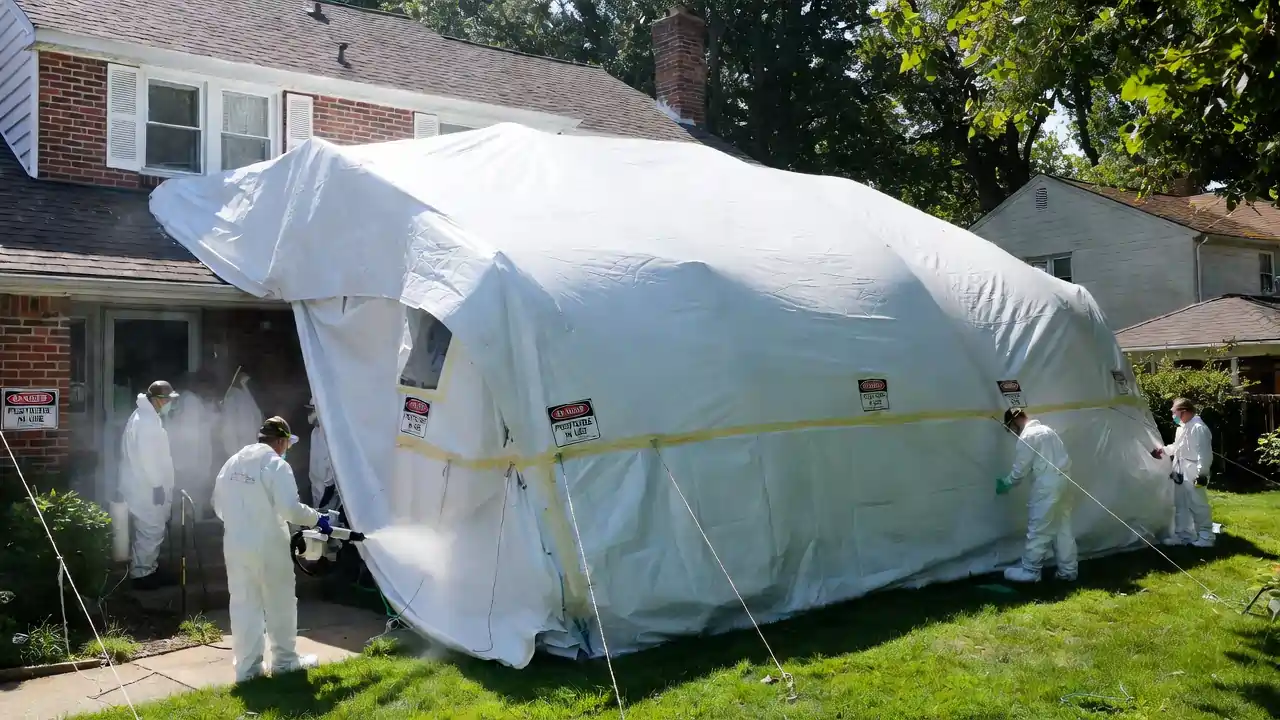 Sterling Heights Termite Fumigation and Tenting
